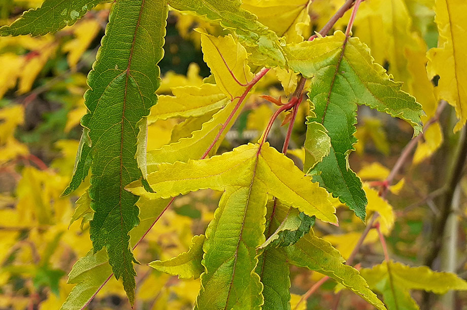 Malus transitoria